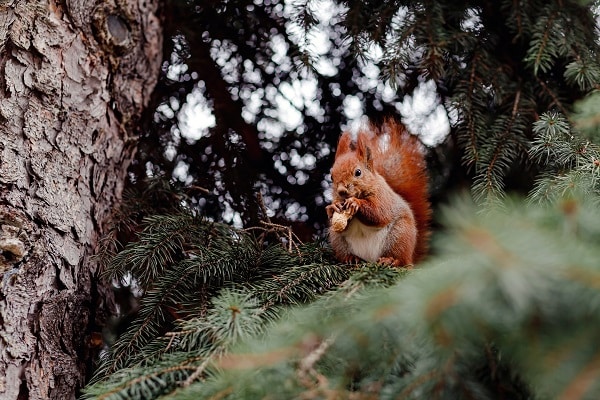 écureuil qui mange dans un arbre en forêt