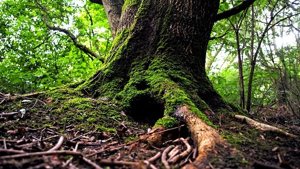 Trou dans un arbre dans les bois de la forêt